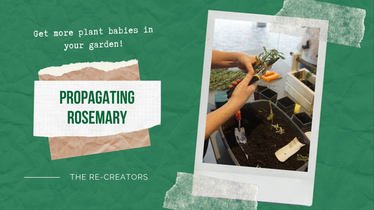 Propagating Rosemary