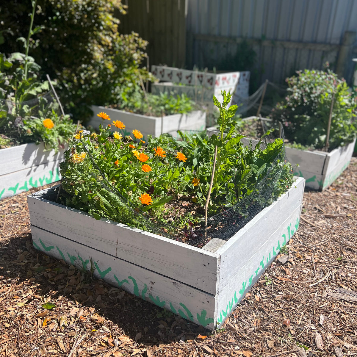 Garden Beds (fencing timber reclaimed) PICK UP ONLY