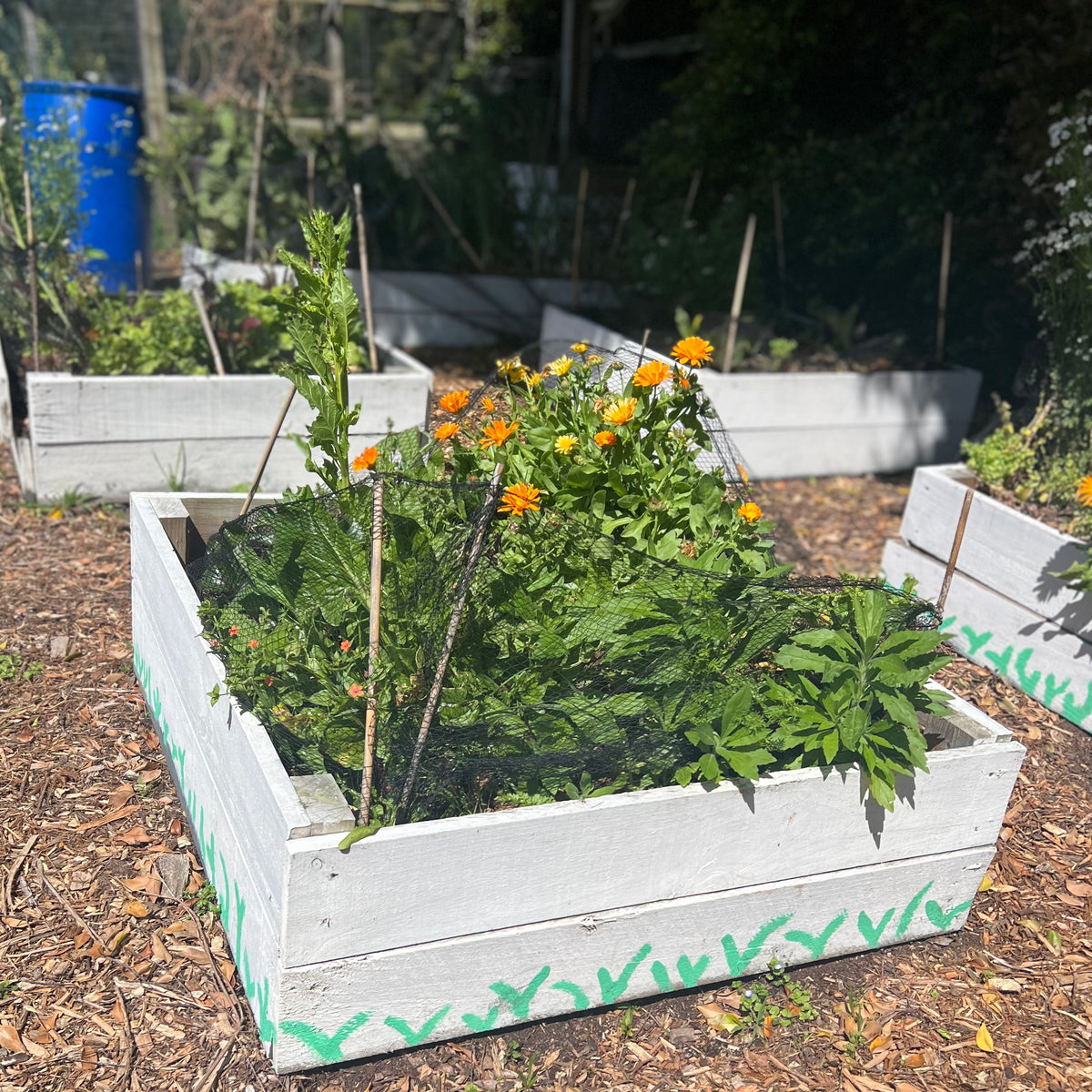 Garden Beds (fencing timber reclaimed) PICK UP ONLY
