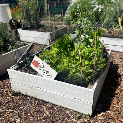 Garden Beds (fencing timber reclaimed) PICK UP ONLY