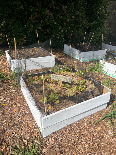 Garden Beds (reclaimed fencing timber 150 x 20mm) - Made to order, Garden Beds (reclaimed framing 145x34mm timber) - Made to order, price per LM