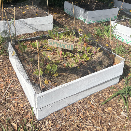 Garden Beds (reclaimed fencing timber 150 x 20mm) - Made to order, Garden Beds (reclaimed framing 145x34mm timber) - Made to order, price per LM